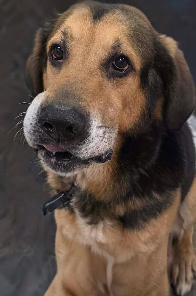 Lokey - Hound