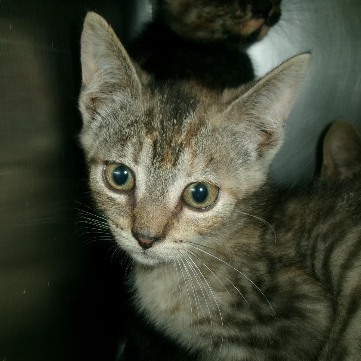 Gosling - Domestic Short Hair