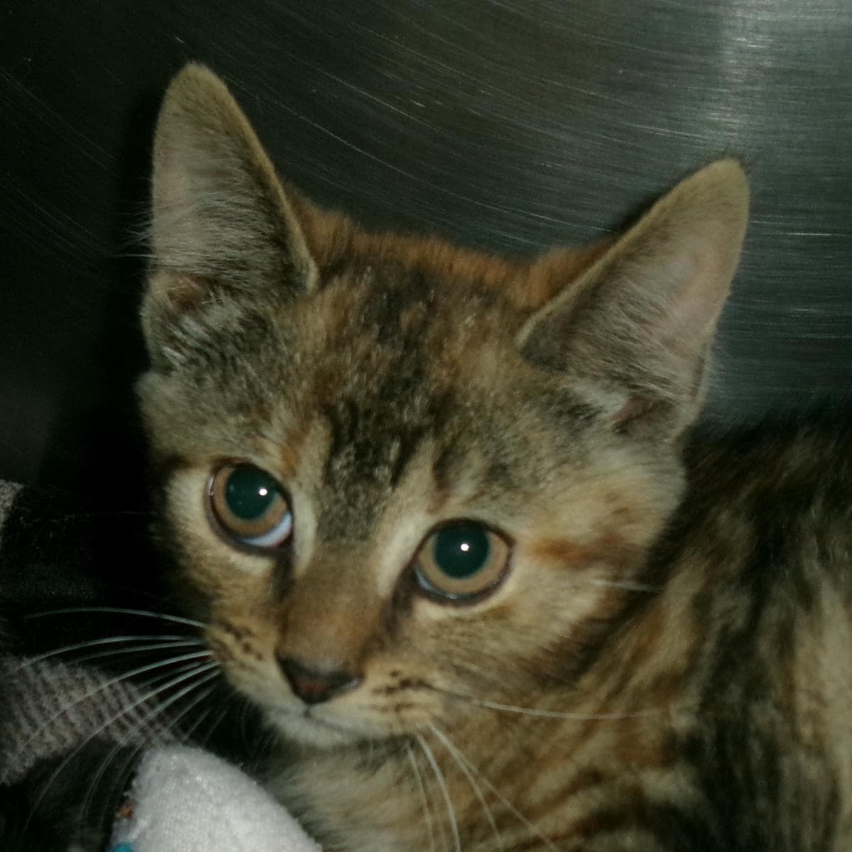 Duckling - Domestic Short Hair