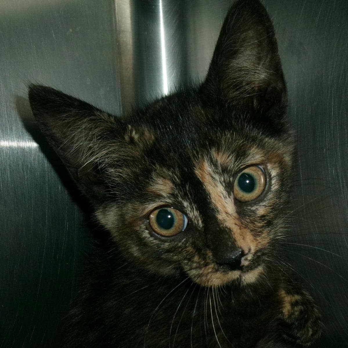 Foal - Domestic Short Hair
