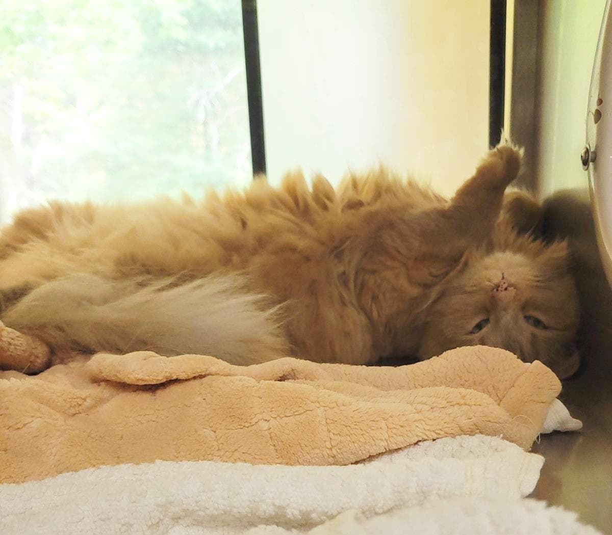 Kobe Hspc Cheesecake - Domestic Medium Hair