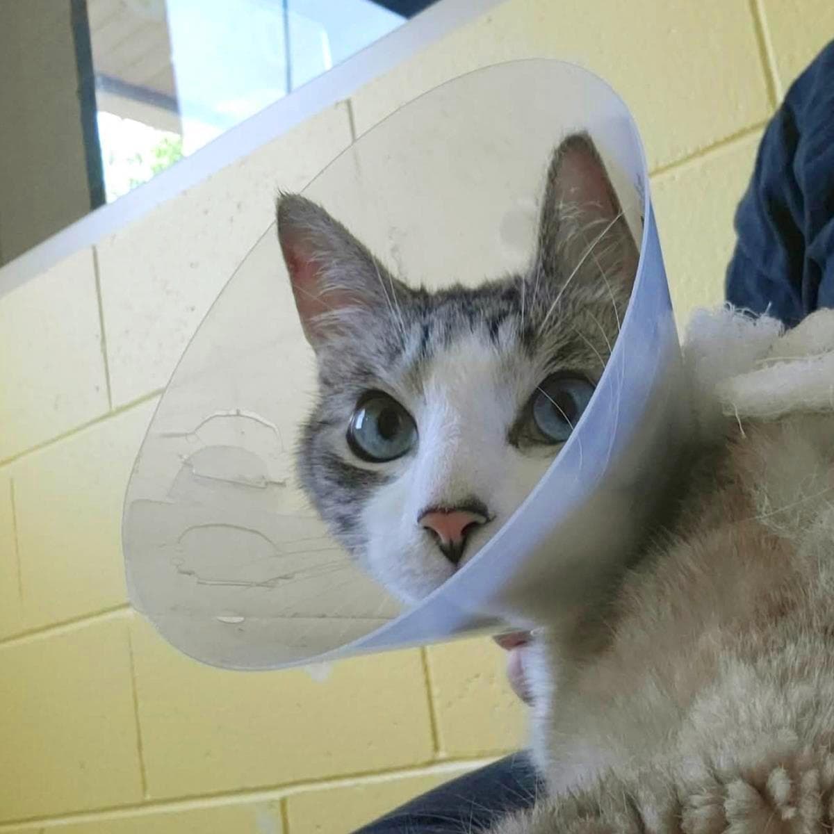 Haze - Domestic Short Hair