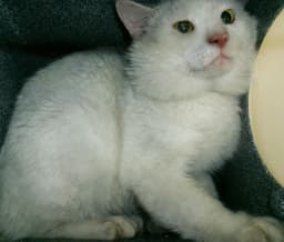 Lagoon Working Cat image 1