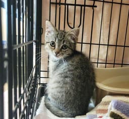 Pawtriot image 2