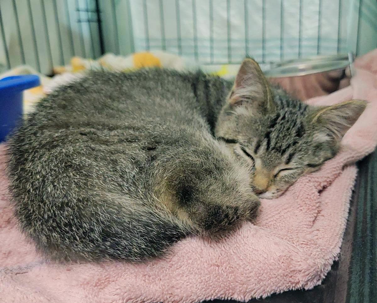 Pawtriot - Domestic Short Hair