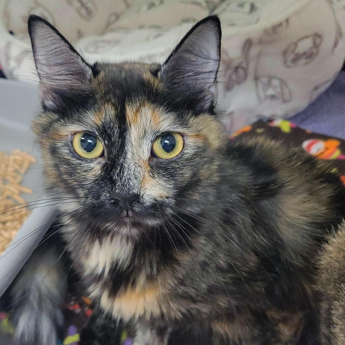 Tootles - Domestic Medium Hair