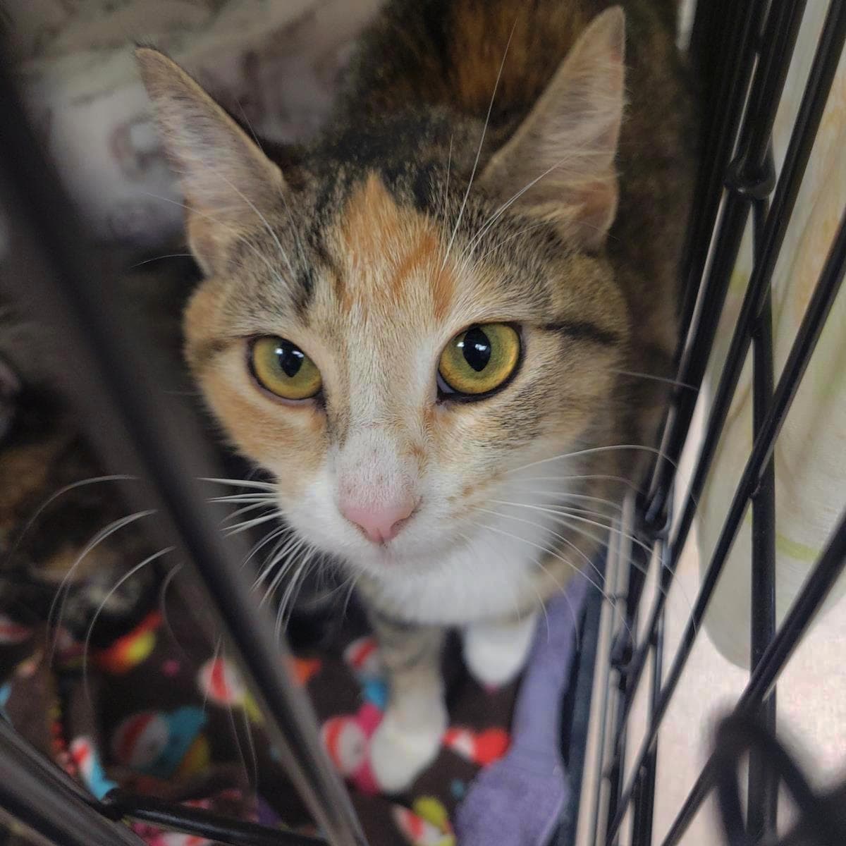 Tandoori - Domestic Short Hair