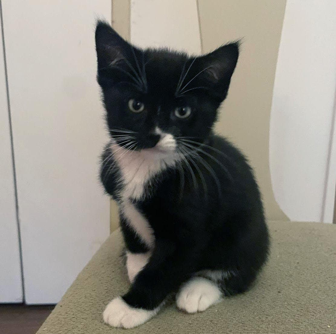 Whistle - Domestic Short Hair