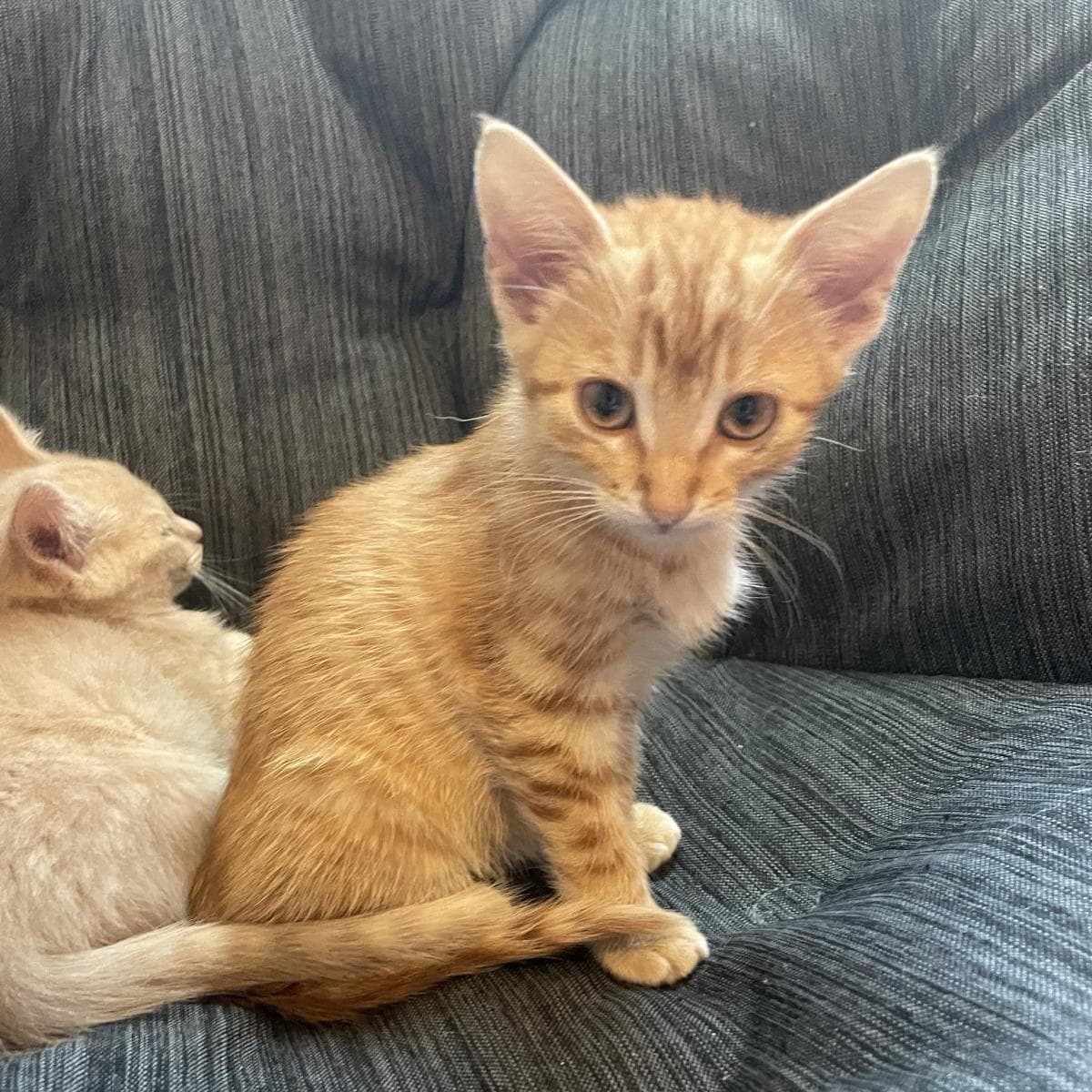 Mell - Domestic Short Hair