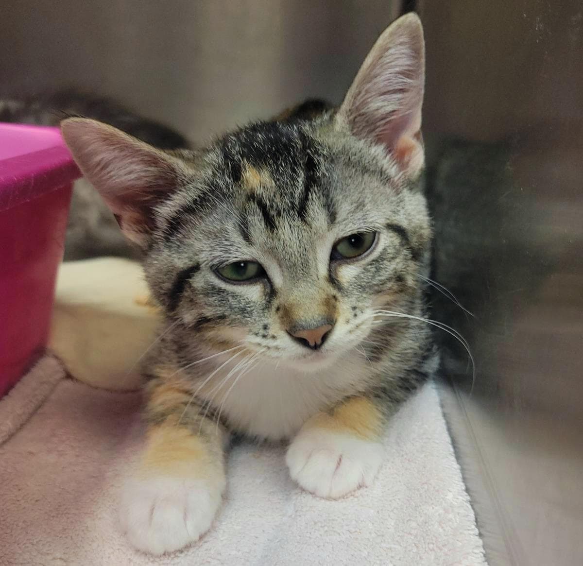 Enchilada - Domestic Short Hair