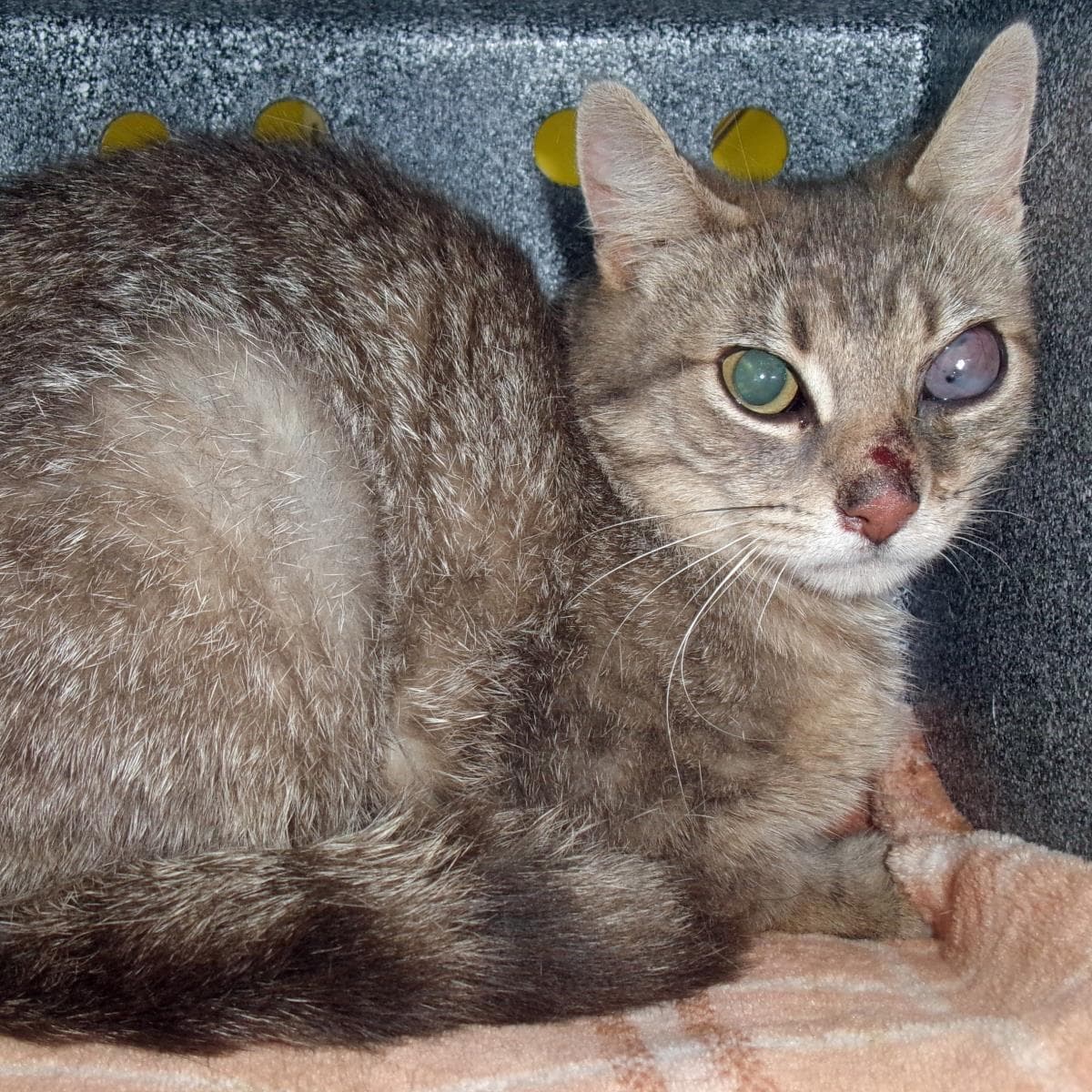 Malarkey Working Cat - Domestic Short Hair
