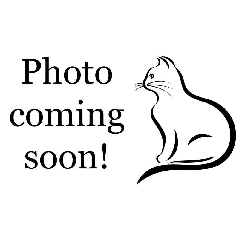 Malarkey Working Cat - Domestic Short Hair