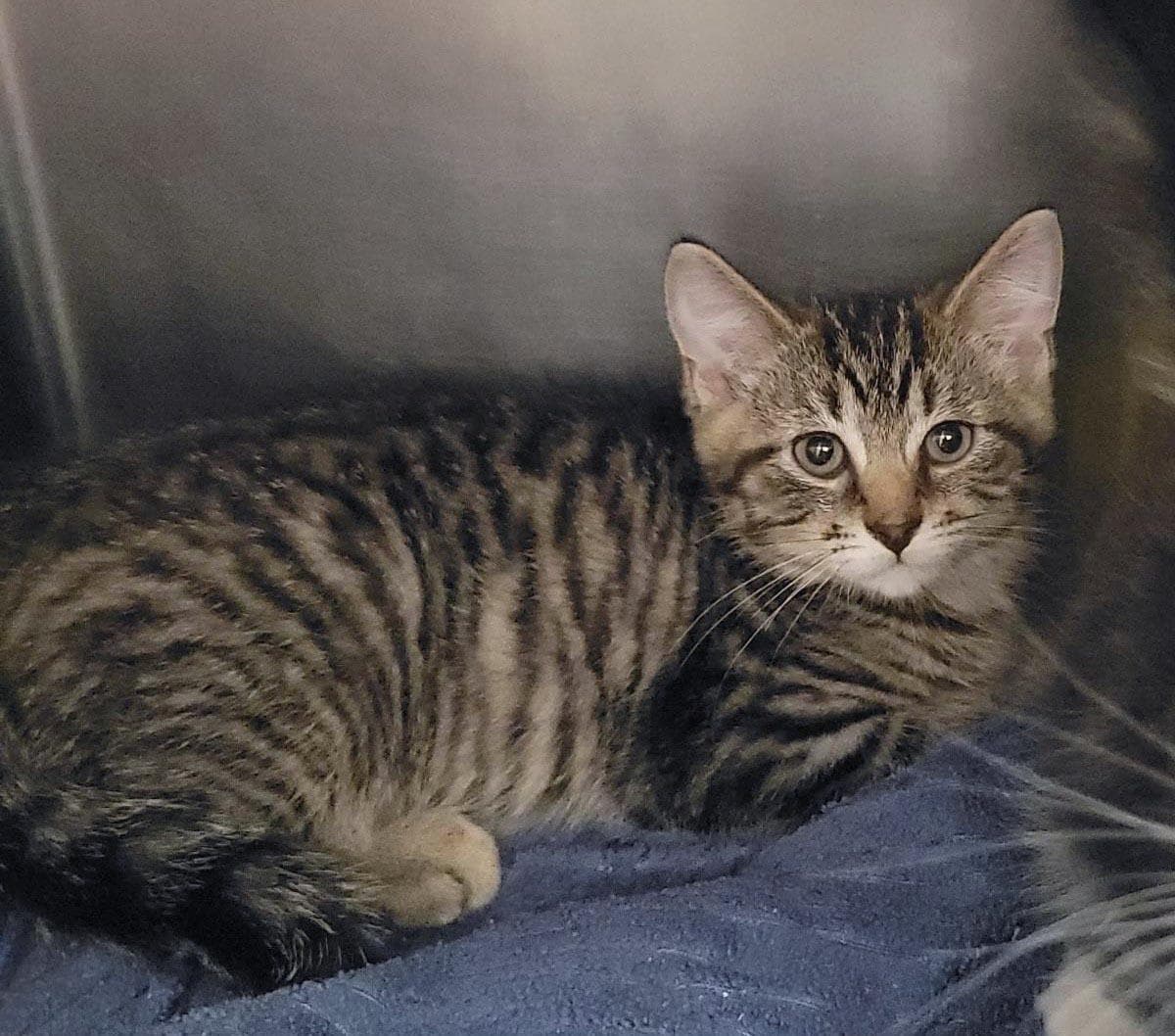 Meenie - Domestic Short Hair