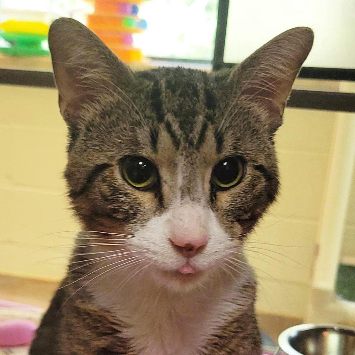 Gato - Domestic Short Hair