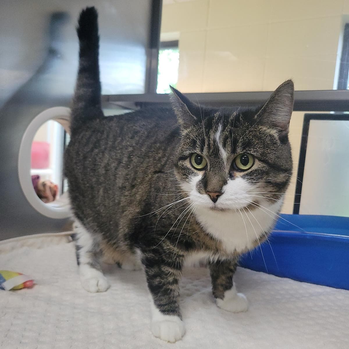 Agatha - Domestic Short Hair