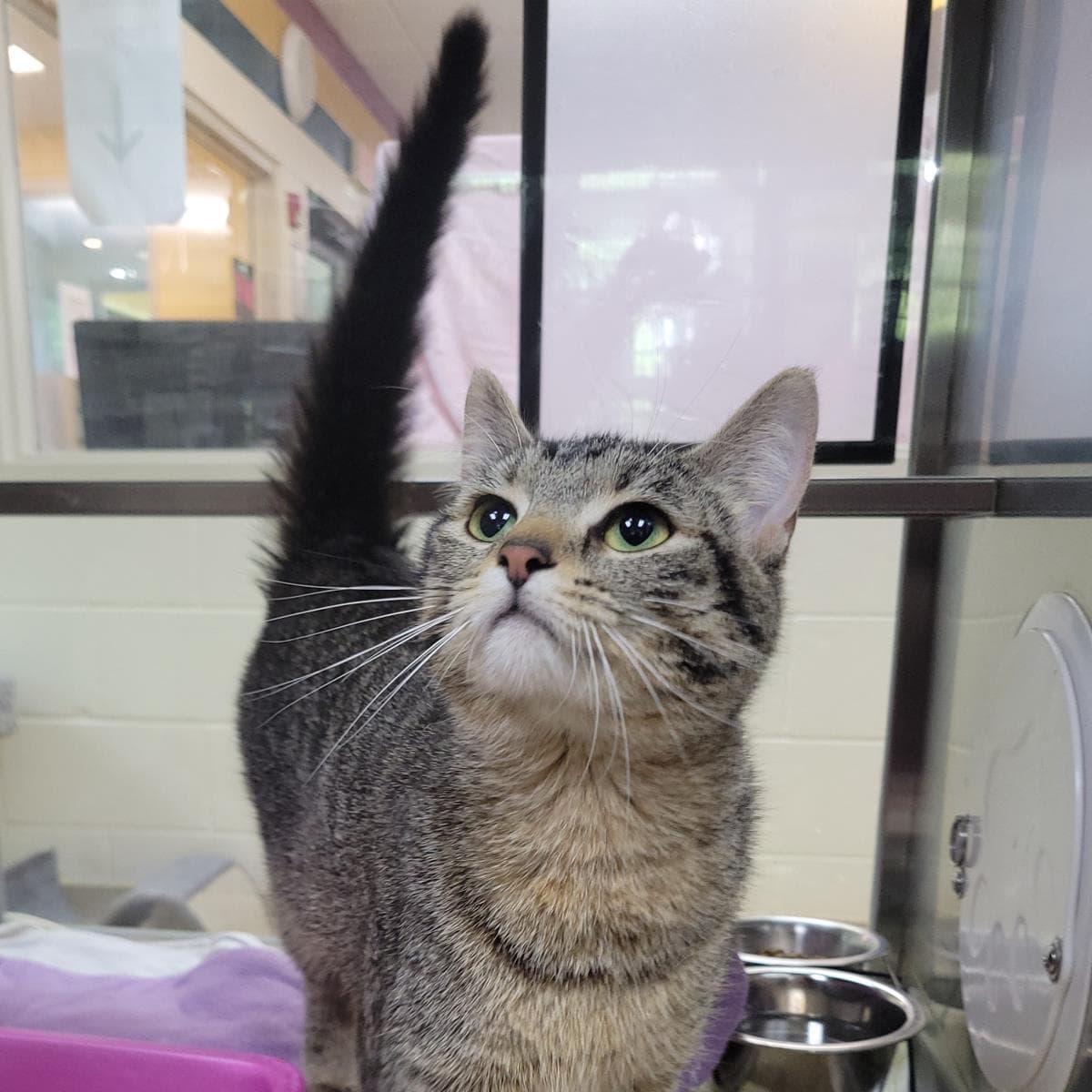 Romy - Domestic Short Hair
