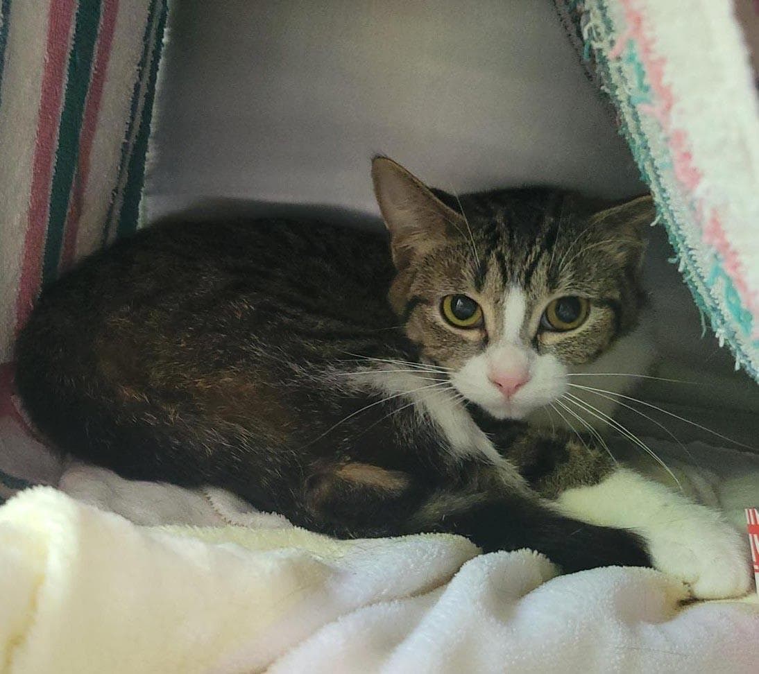 Michele - Domestic Short Hair