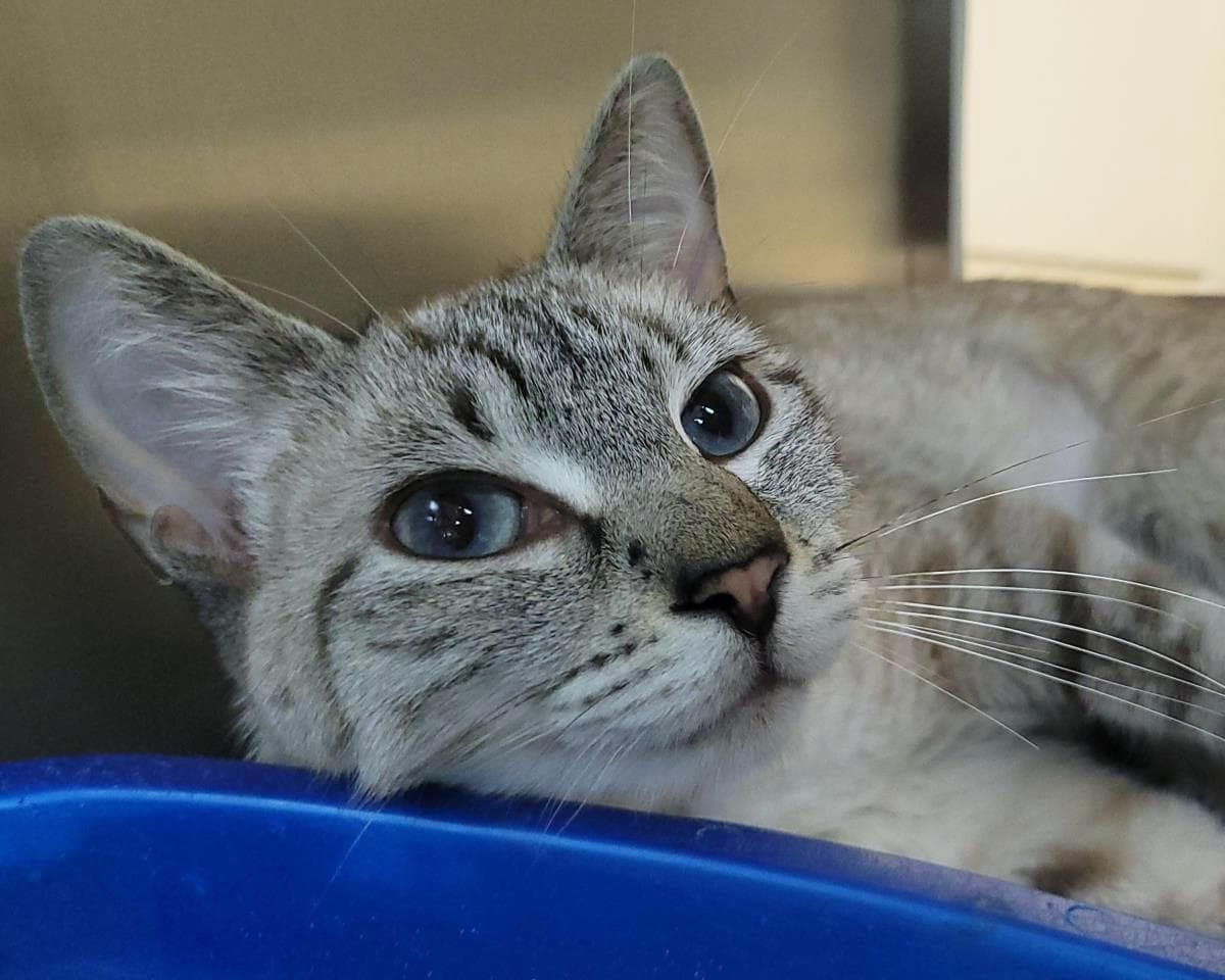 Blueberry Dole Whip - Domestic Short Hair