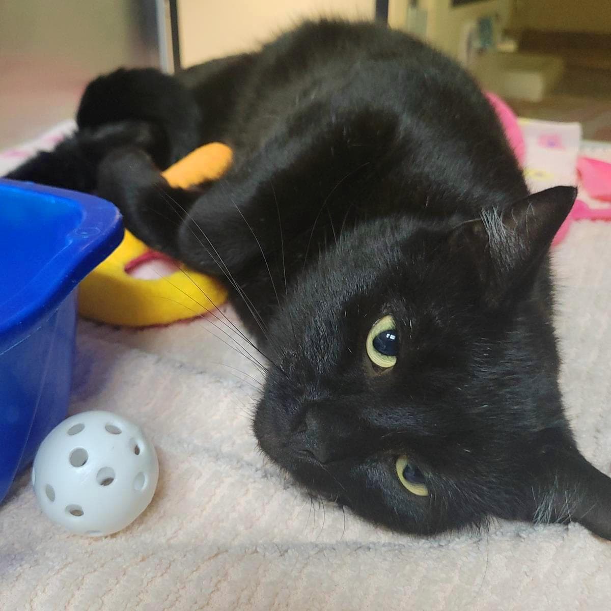 Bluegrass - Domestic Short Hair