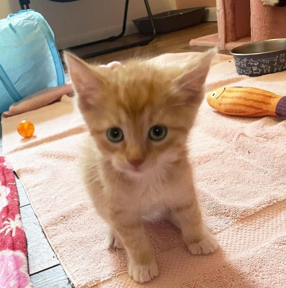 Gani - Domestic Short Hair