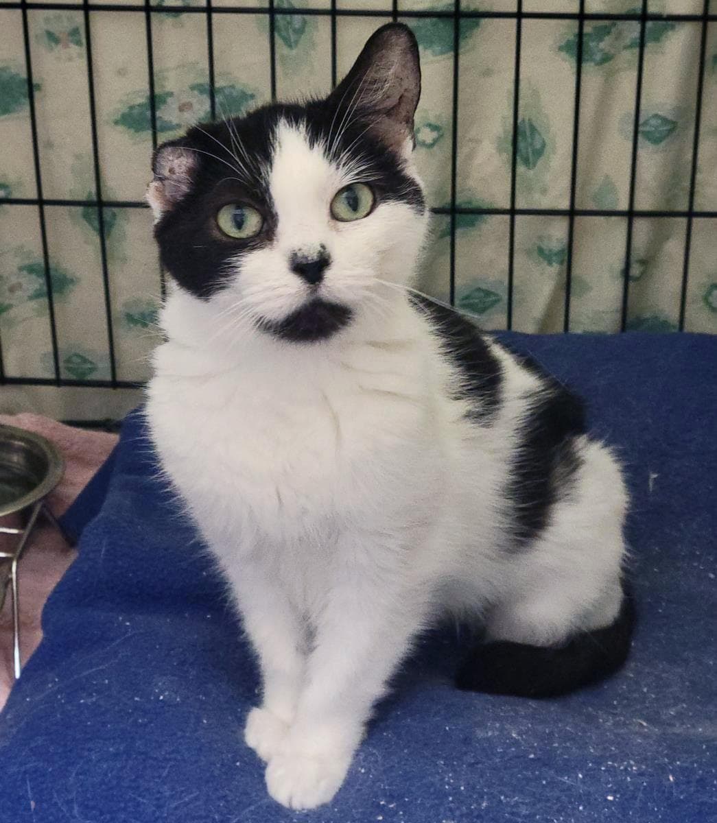 Superior - Domestic Short Hair