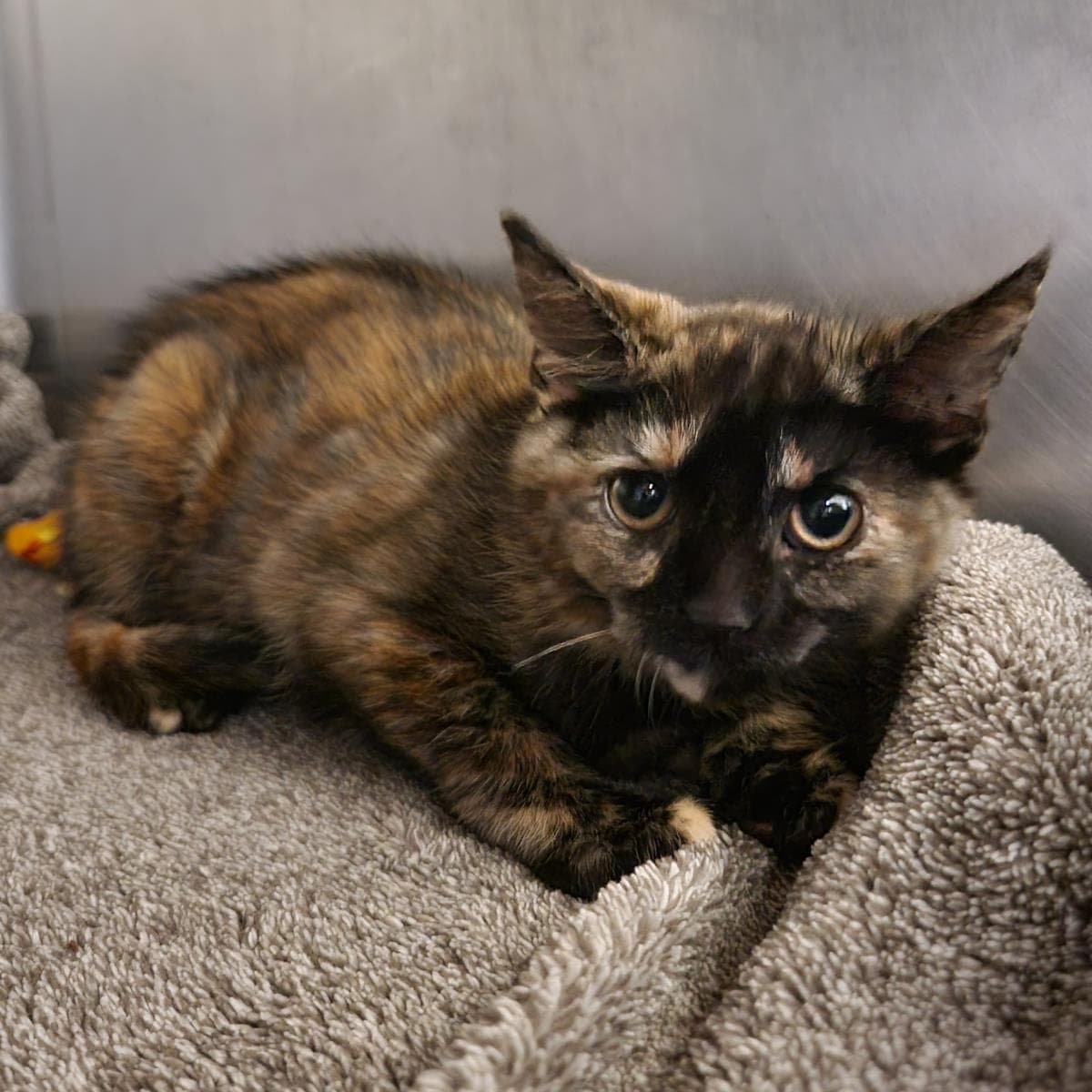 Mew - Domestic Short Hair