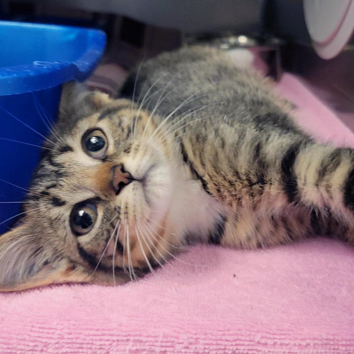 Tamagotchi - Domestic Short Hair