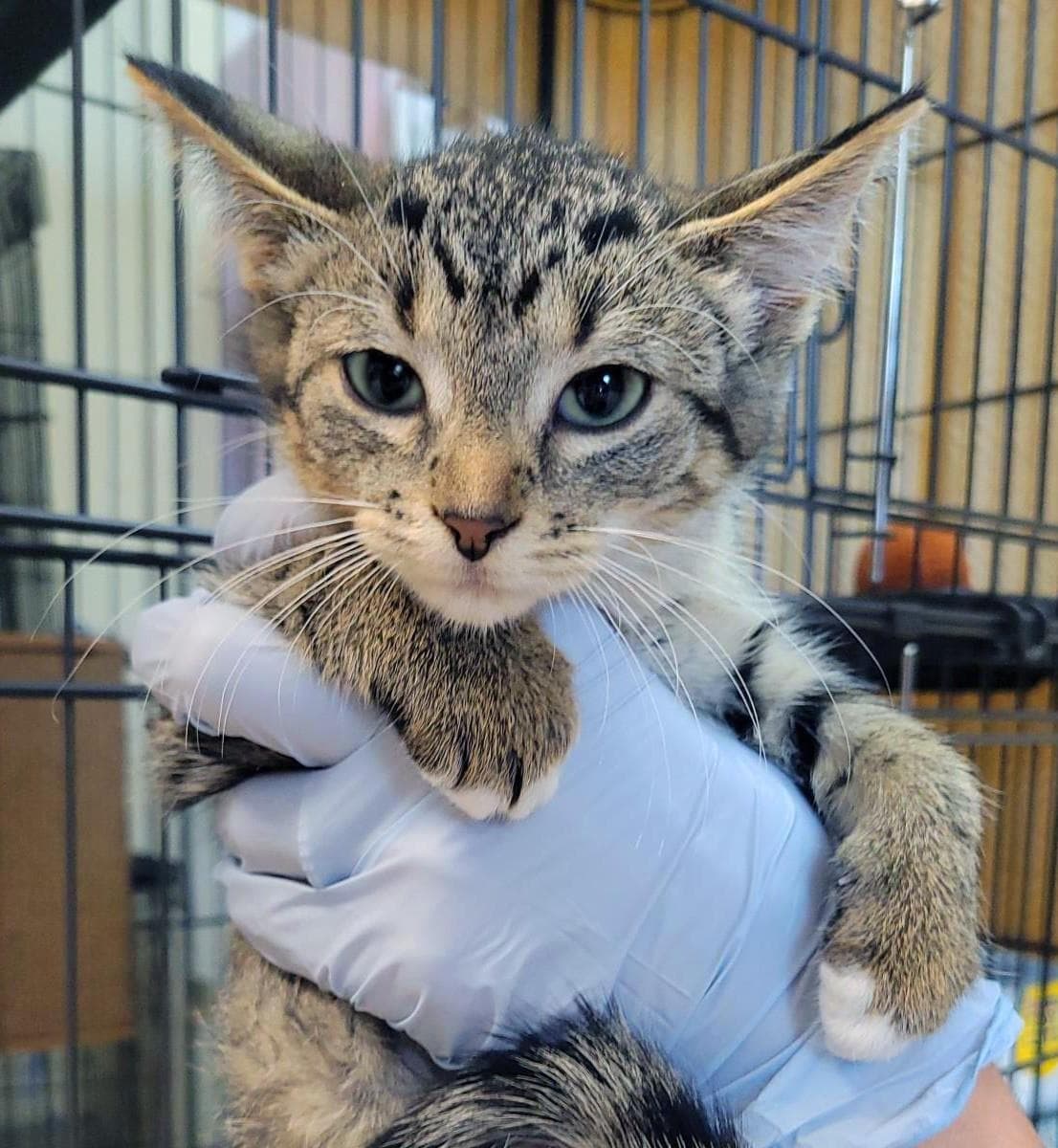 Snuggy - Domestic Short Hair