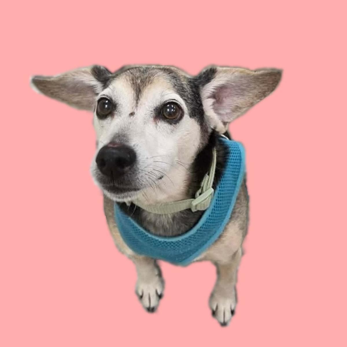 Finley - Beagle