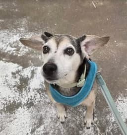 Finley image 3