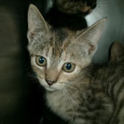 Gosling image 1