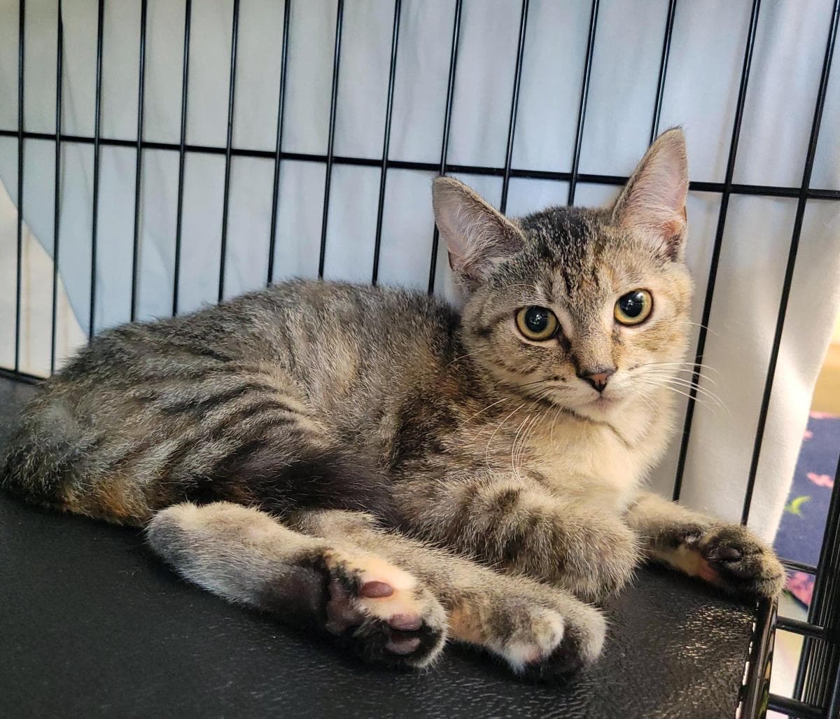 Gosling - Domestic Short Hair