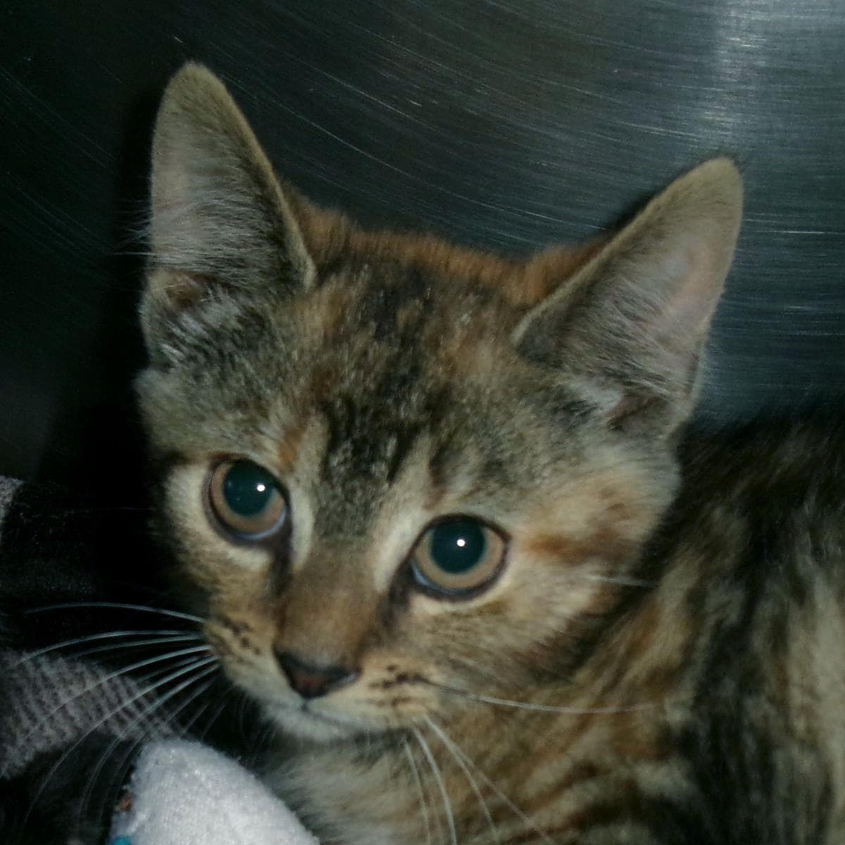 Duckling - Domestic Short Hair
