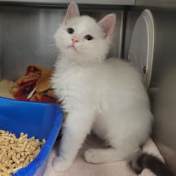 Tibby image 1