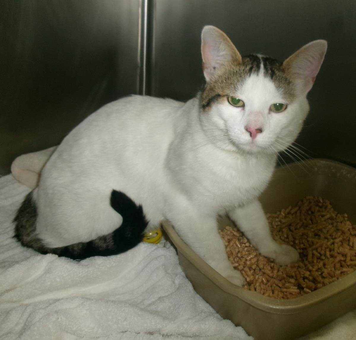 Poindexter - Domestic Short Hair