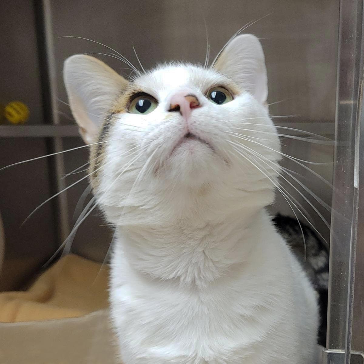 Poindexter - Domestic Short Hair