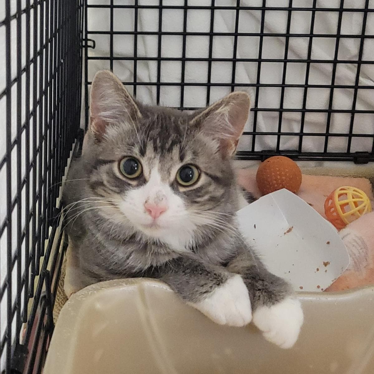 Hullaballoo - Domestic Short Hair