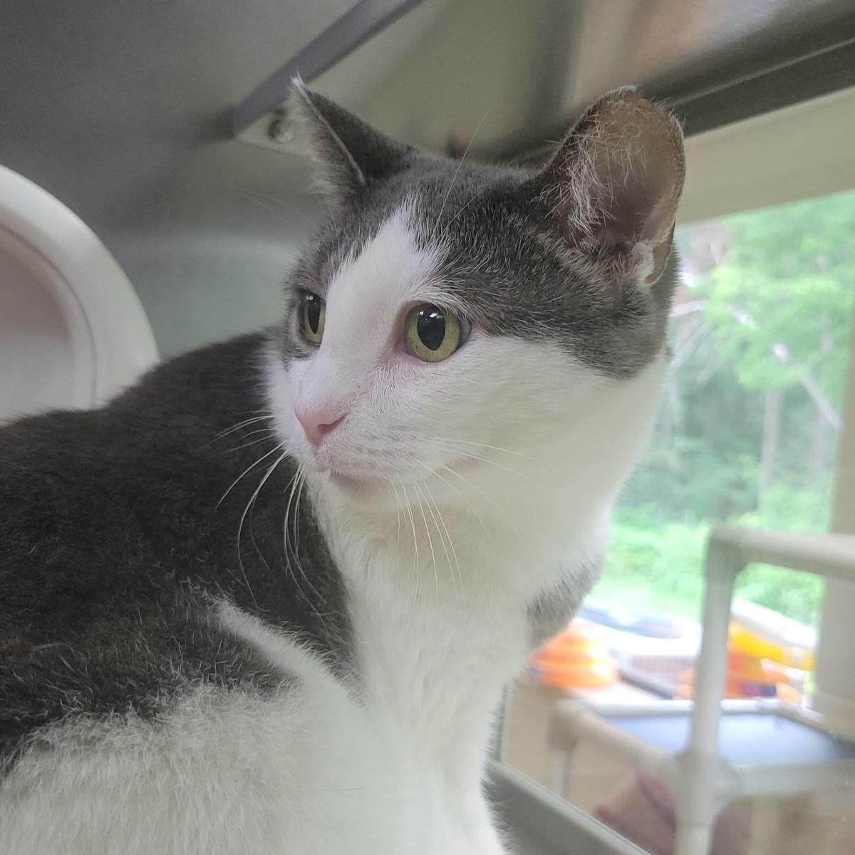 Boots - Domestic Short Hair
