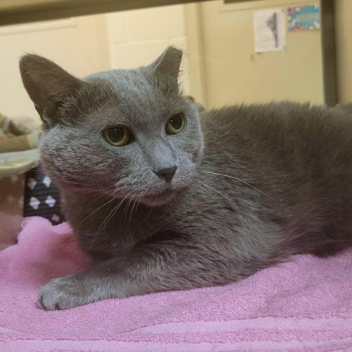 Gamma - Domestic Short Hair