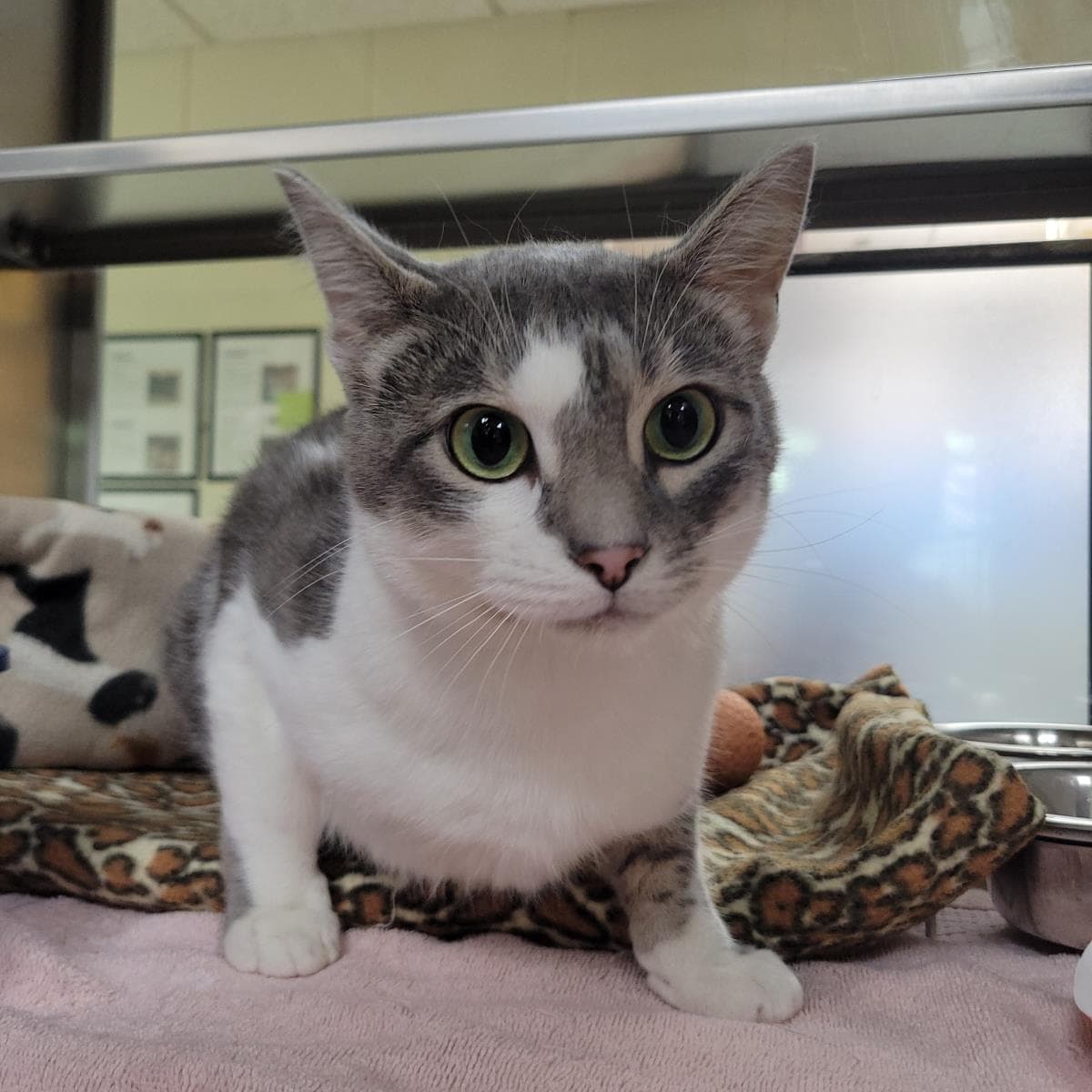 Tonka Jahari - Domestic Short Hair