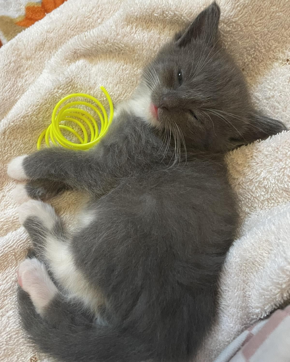 Jina - Domestic Short Hair
