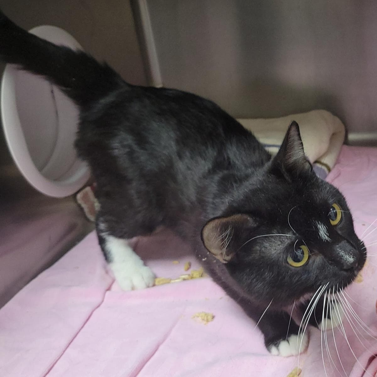 Hildalgo - Domestic Short Hair