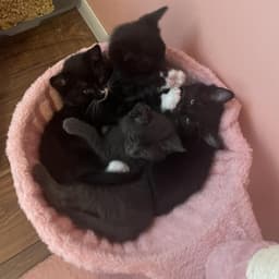 Peep image 3