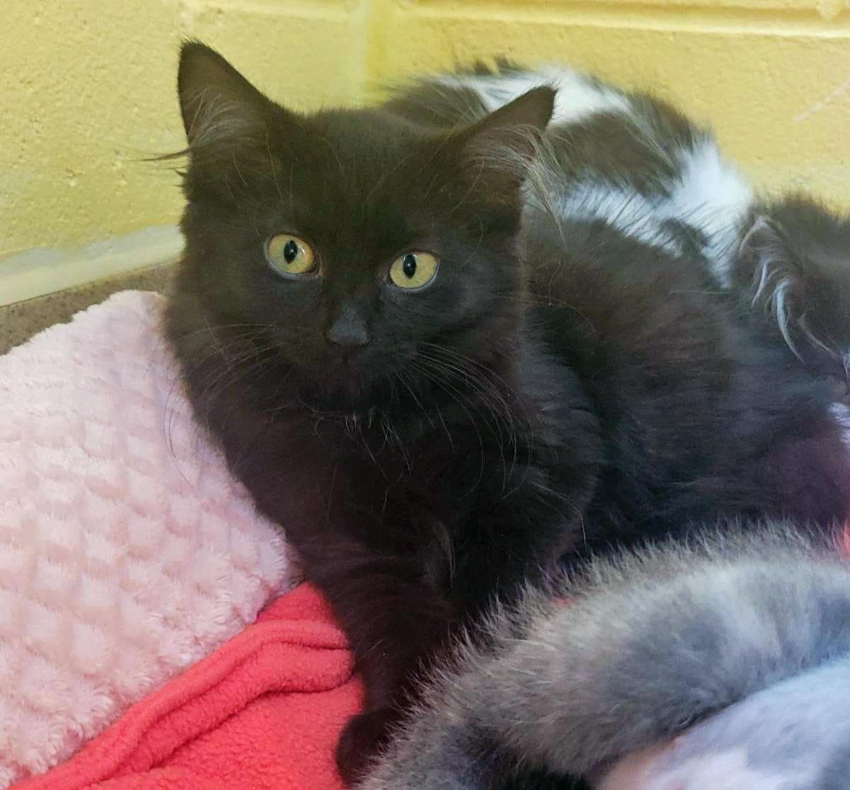 Fuji - Domestic Medium Hair