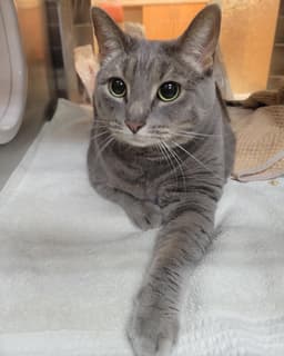 Sasha image 1