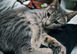 Sasha image 2