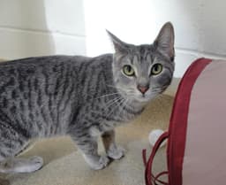 Sasha image 3