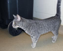 Sasha image 4