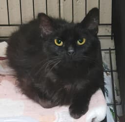 Sophie image 1