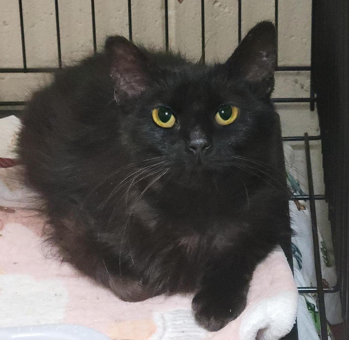 Sophie - Domestic Long Hair